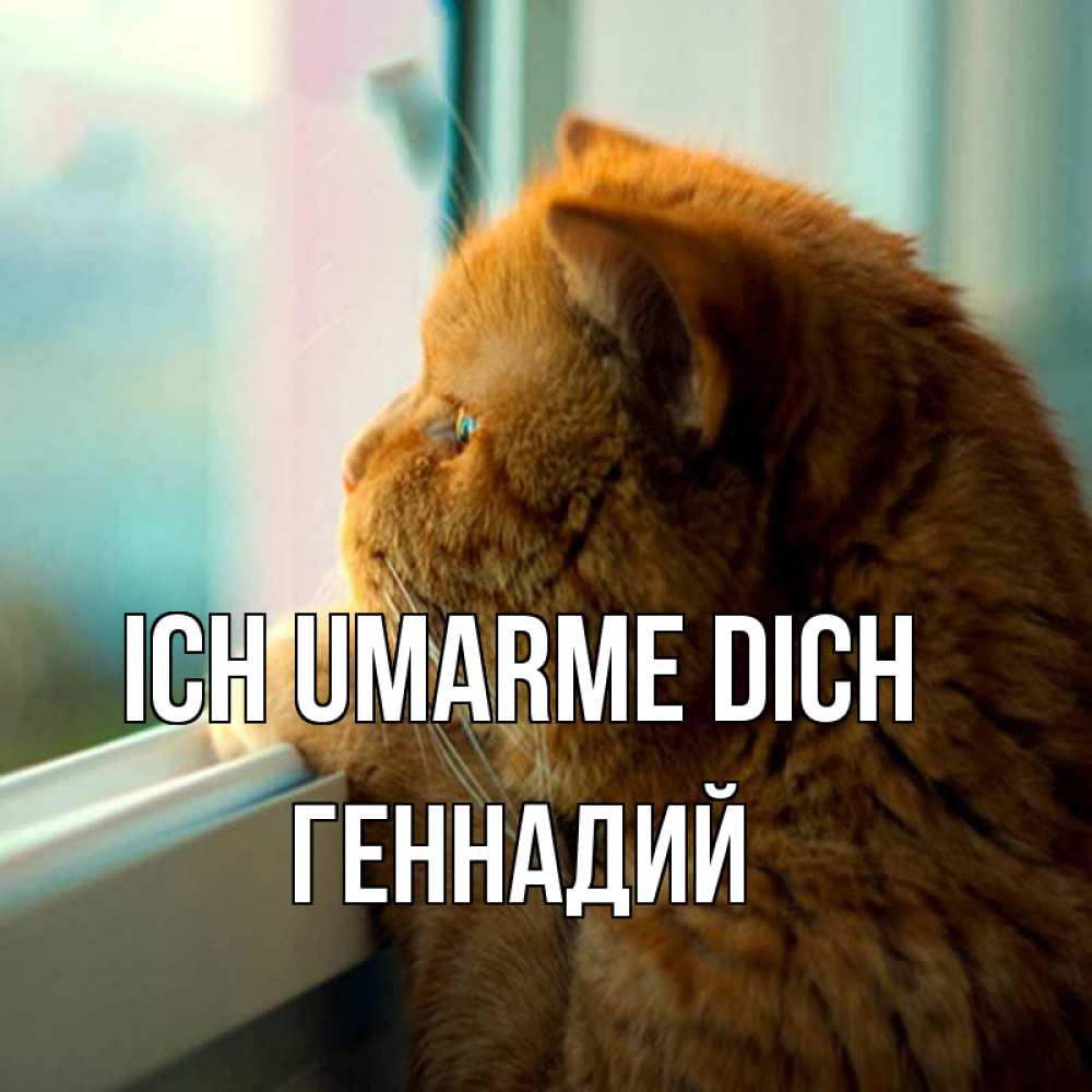Открытка на каждый день с именем, Геннадий Ich umarme dich большой огромный рыжий котяра Прикольная открытка с пожеланием онлайн скачать бесплатно 