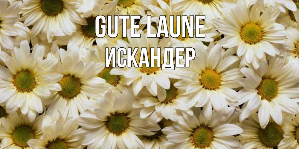 Открытка на каждый день с именем, Искандер Gute Laune крупные ромашки Прикольная открытка с пожеланием онлайн скачать бесплатно 