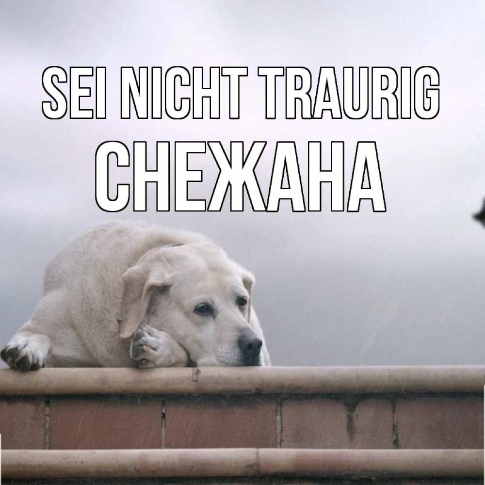 Открытка на каждый день с именем, Снежана Sei nicht traurig белый пес 1 Прикольная открытка с пожеланием онлайн скачать бесплатно 