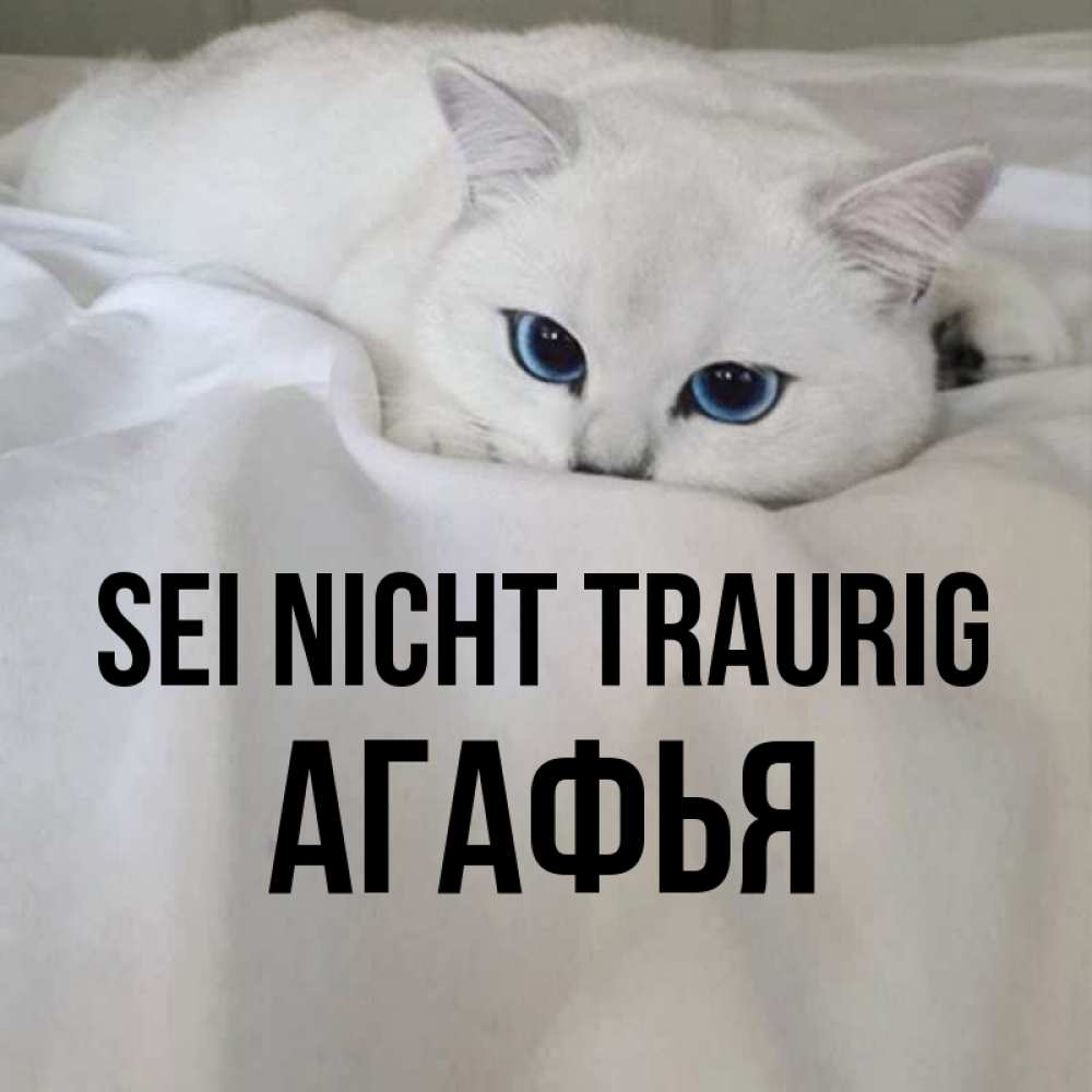 Открытка на каждый день с именем, Агафья Sei nicht traurig Голубоглазая кошка Прикольная открытка с пожеланием онлайн скачать бесплатно 
