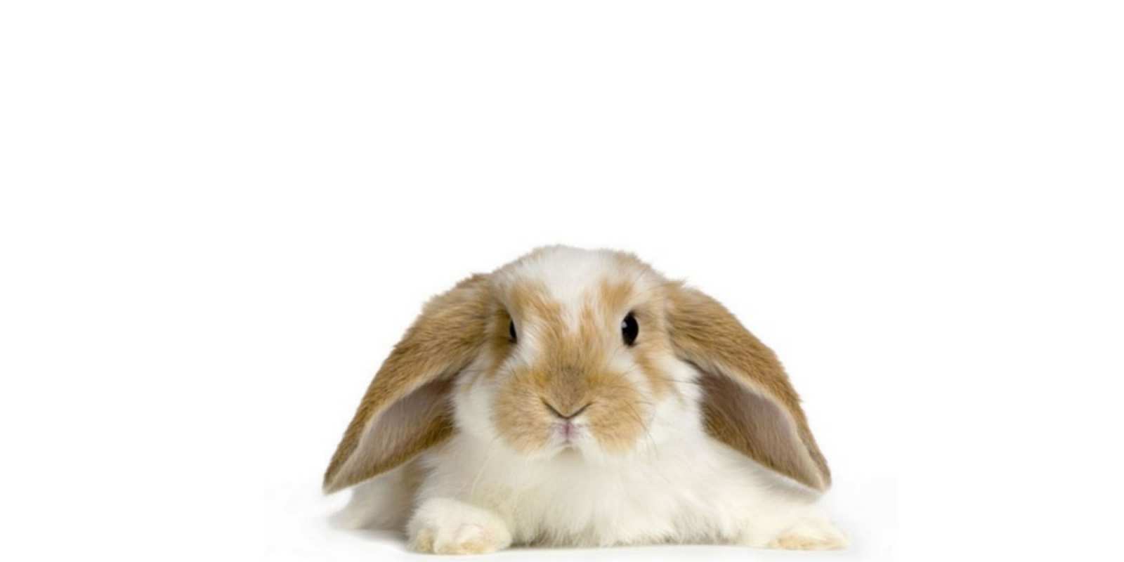 Открытка вислоухий кролик желает не болеть вислоухий кролик белого и коричневого цвета Gute Besserung 