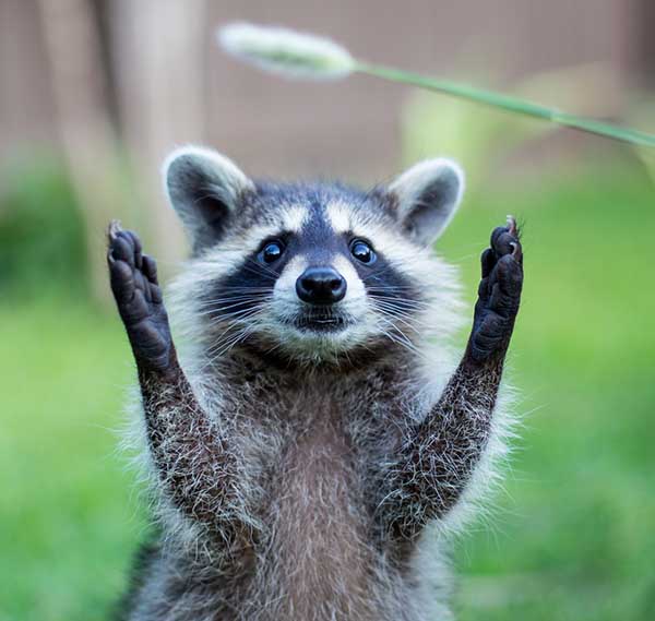 Открытка приветик от енота  животные  Hallo 