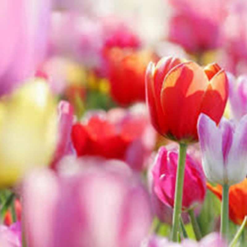 Открытка с тюльпанами 2 на международный женский день 2 Am 8. März 