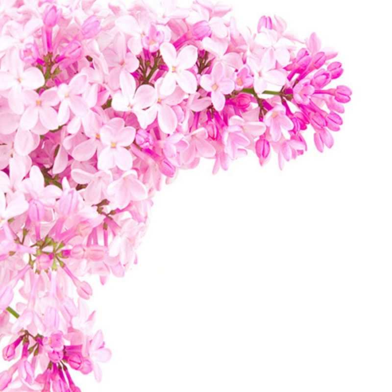 Открытка Поздравительная открытка на день рождения с сиренью и подписью Сирень на белом фоне Mit Jubiläum 