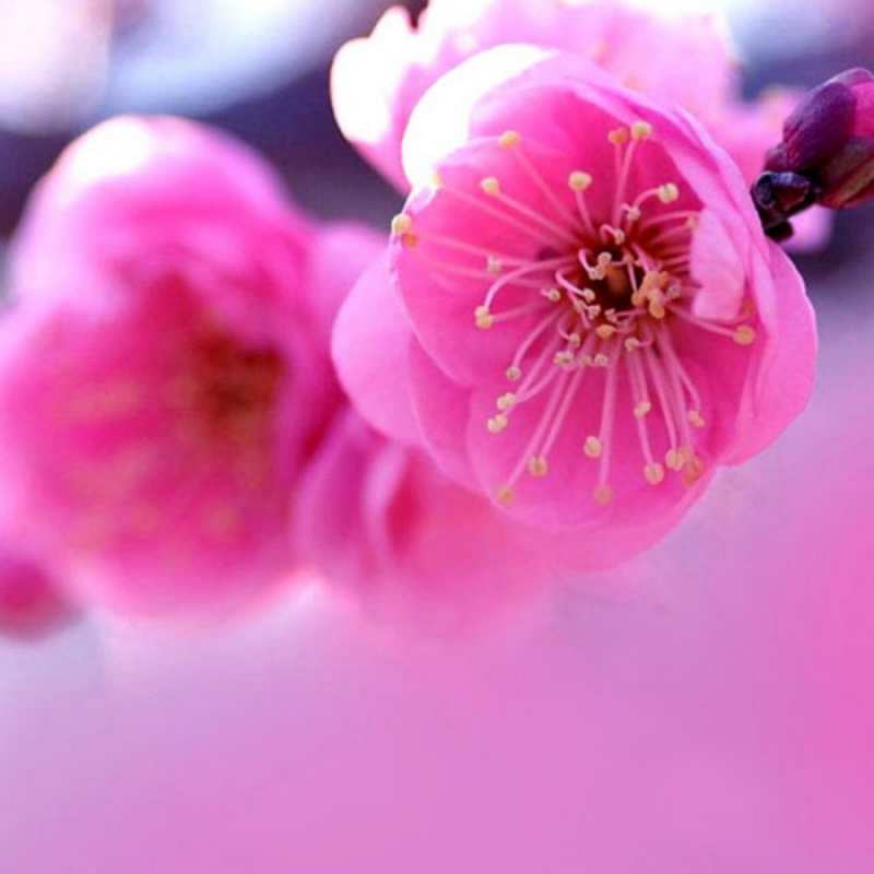 Открытка красивые цветы  международный женский день  Am 8. März 