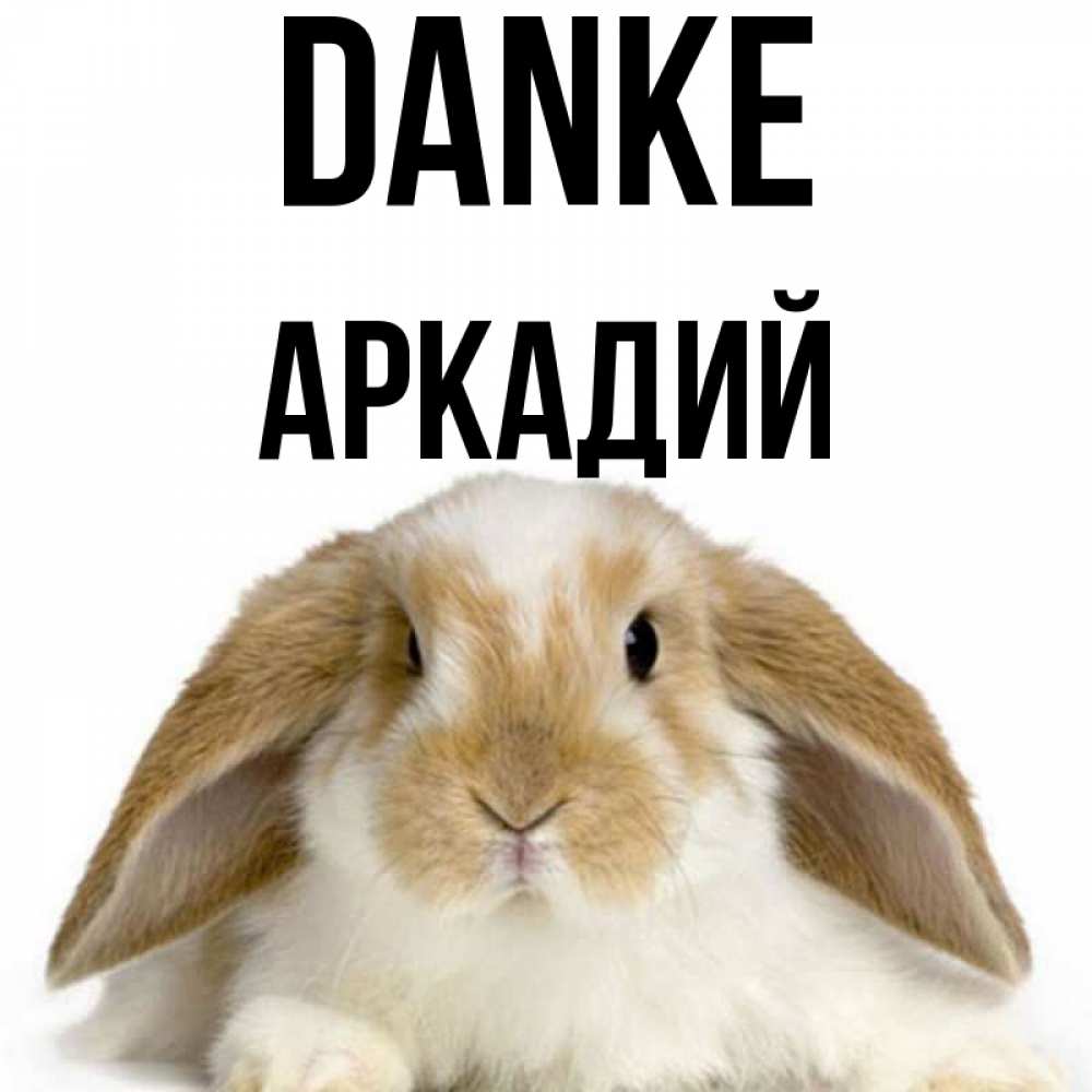 Открытка на каждый день с именем, Аркадий Danke коричнево белый заяц Прикольная открытка с пожеланием онлайн скачать бесплатно 