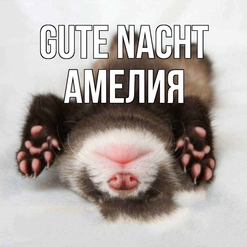 Открытка на каждый день с именем, Амелия Gute Nacht зверек Прикольная открытка с пожеланием онлайн скачать бесплатно 