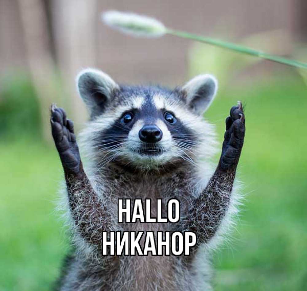 Открытка на каждый день с именем, Никанор Hallo животные Прикольная открытка с пожеланием онлайн скачать бесплатно 