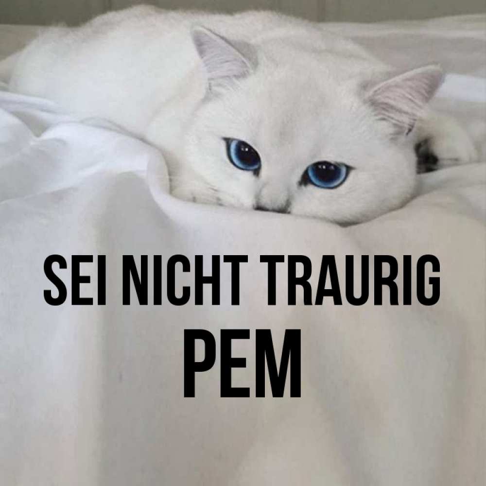 Открытка на каждый день с именем, Рем Sei nicht traurig Голубоглазая кошка Прикольная открытка с пожеланием онлайн скачать бесплатно 