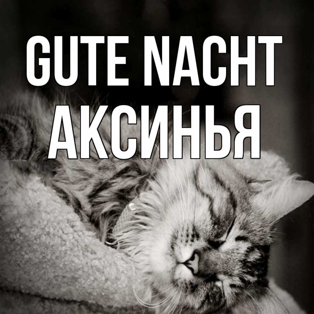 Открытка на каждый день с именем, Аксинья Gute Nacht котярик пушистый Прикольная открытка с пожеланием онлайн скачать бесплатно 
