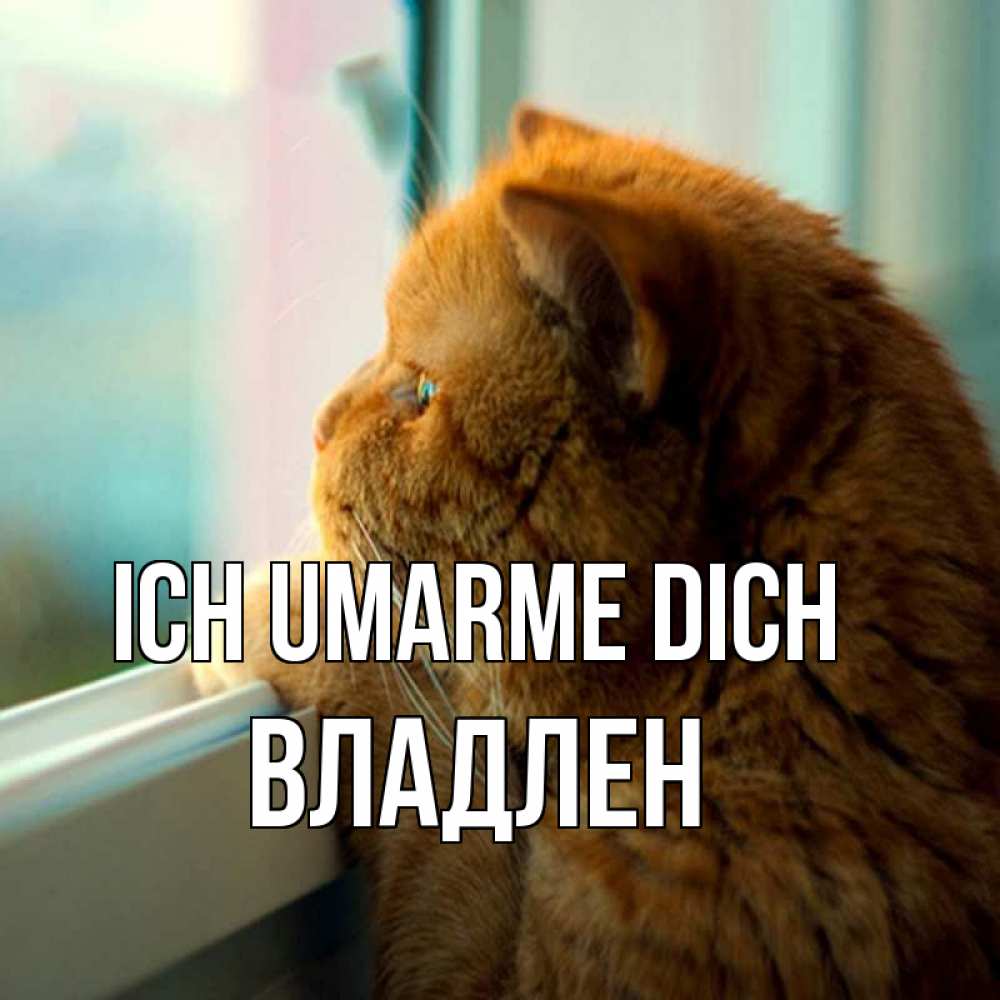 Открытка на каждый день с именем, Владлен Ich umarme dich большой огромный рыжий котяра Прикольная открытка с пожеланием онлайн скачать бесплатно 
