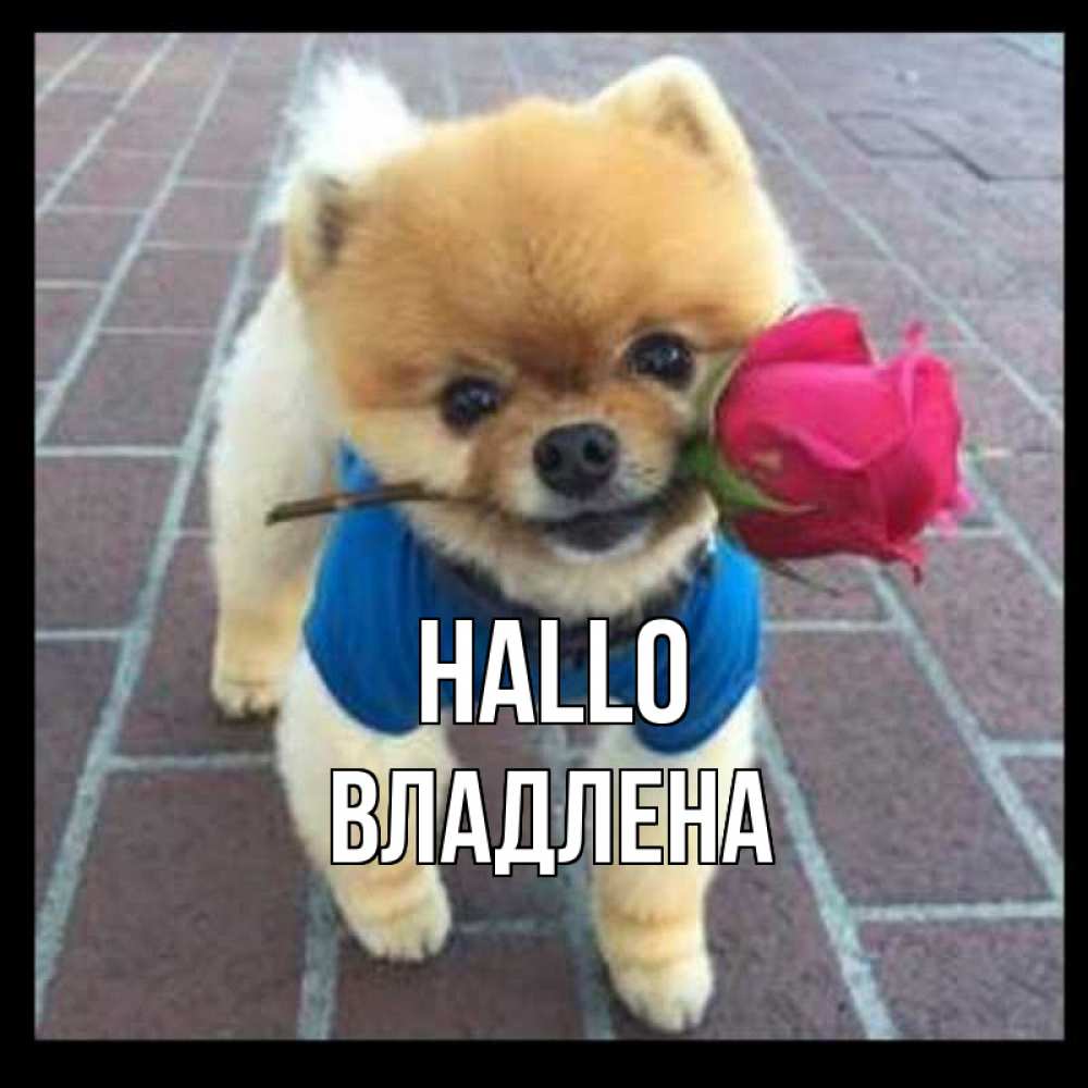 Открытка на каждый день с именем, Владлена Hallo роза в зубах у собаки Прикольная открытка с пожеланием онлайн скачать бесплатно 