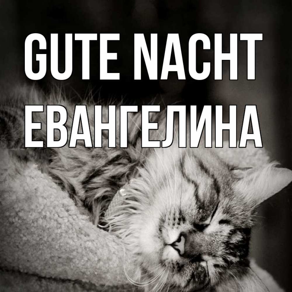 Открытка на каждый день с именем, Евангелина Gute Nacht котярик пушистый Прикольная открытка с пожеланием онлайн скачать бесплатно 