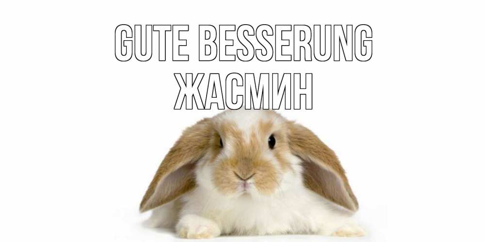 Открытка на каждый день с именем, Жасмин Gute Besserung вислоухий кролик белого и коричневого цвета Прикольная открытка с пожеланием онлайн скачать бесплатно 