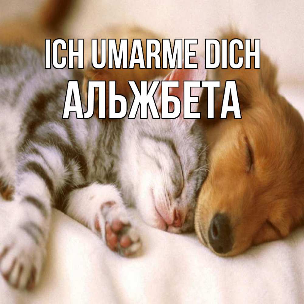 Открытка на каждый день с именем, Альжбета Ich umarme dich пес и котенок Прикольная открытка с пожеланием онлайн скачать бесплатно 