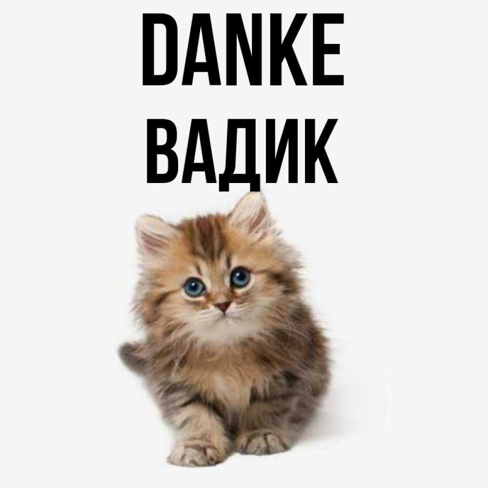 Открытка на каждый день с именем, Вадик Danke пушистый котик Прикольная открытка с пожеланием онлайн скачать бесплатно 