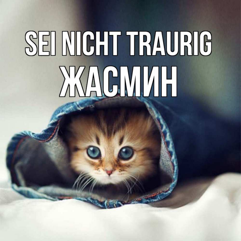 Открытка на каждый день с именем, Жасмин Sei nicht traurig кот в одежде Прикольная открытка с пожеланием онлайн скачать бесплатно 