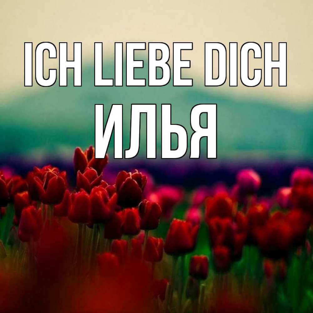 Открытка на каждый день с именем, Илья Ich liebe dich тюльпаны 4 Прикольная открытка с пожеланием онлайн скачать бесплатно 