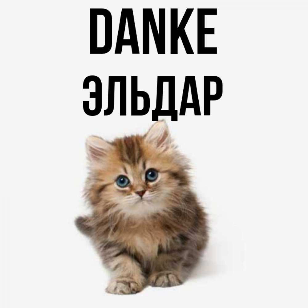 Открытка на каждый день с именем, Эльдар Danke пушистый котик Прикольная открытка с пожеланием онлайн скачать бесплатно 