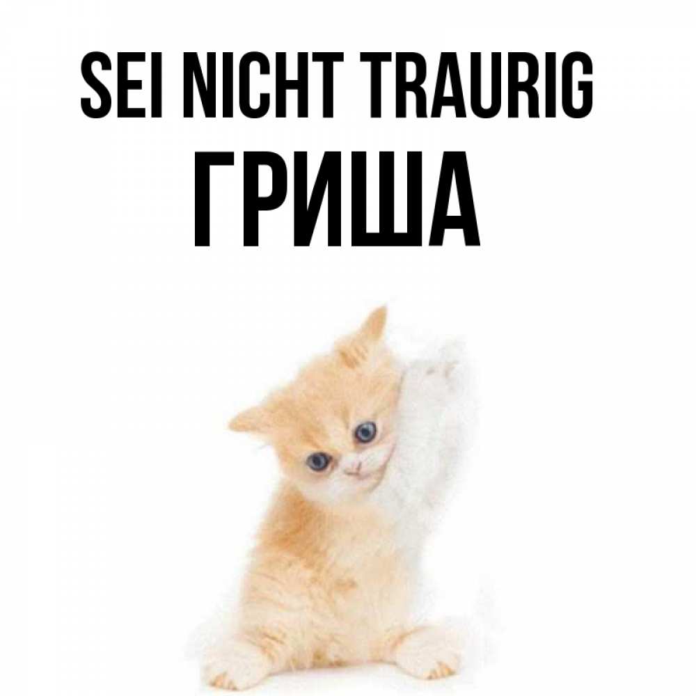 Открытка на каждый день с именем, Гриша Sei nicht traurig просящий кот Прикольная открытка с пожеланием онлайн скачать бесплатно 