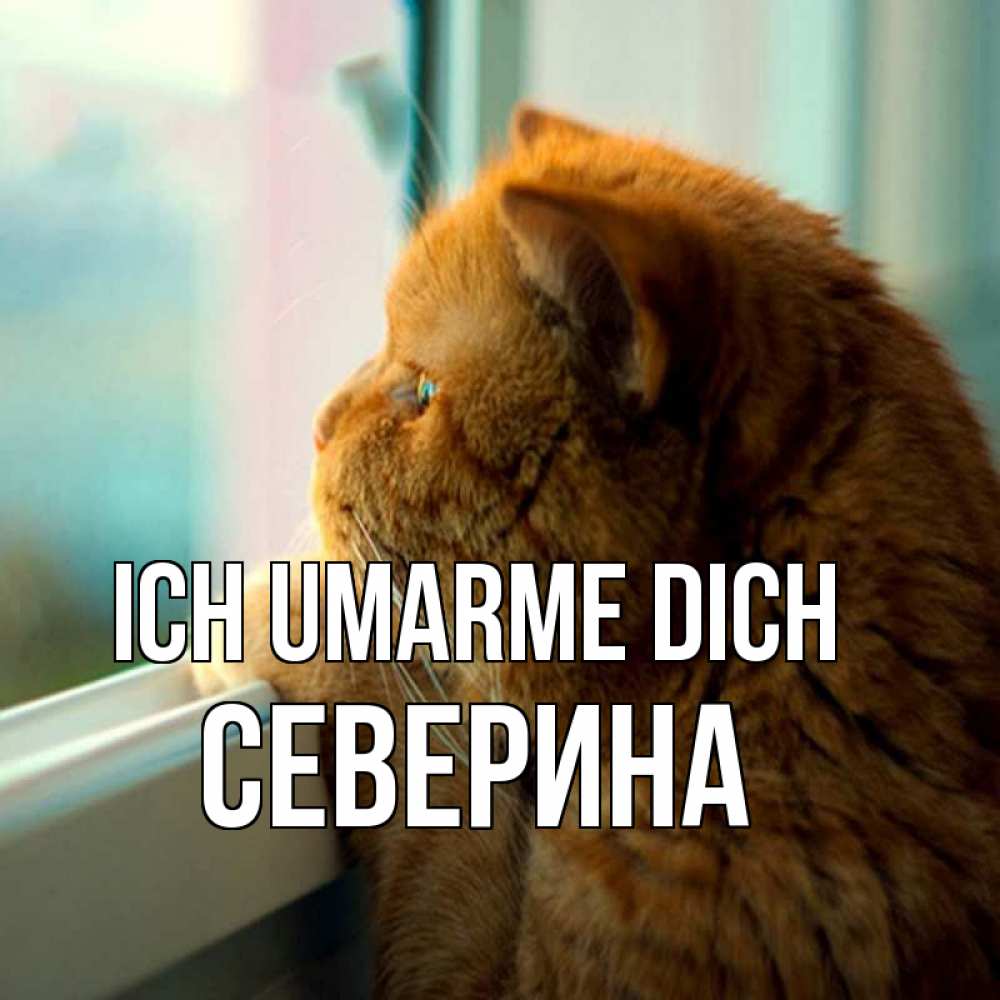 Открытка на каждый день с именем, Северина Ich umarme dich большой огромный рыжий котяра Прикольная открытка с пожеланием онлайн скачать бесплатно 