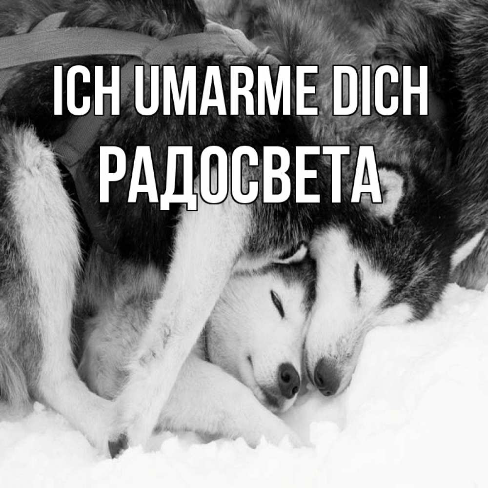 Открытка на каждый день с именем, Радосвета Ich umarme dich собачки в упряжке Прикольная открытка с пожеланием онлайн скачать бесплатно 