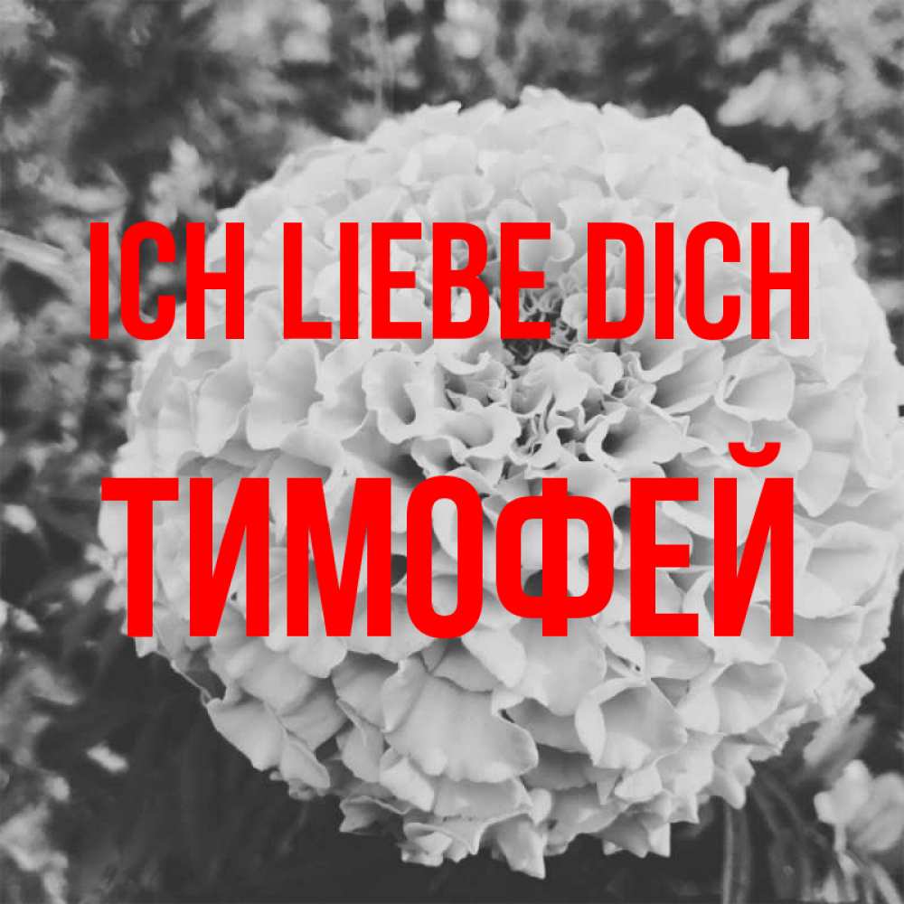 Открытка на каждый день с именем, Тимофей Ich liebe dich подпись Прикольная открытка с пожеланием онлайн скачать бесплатно 