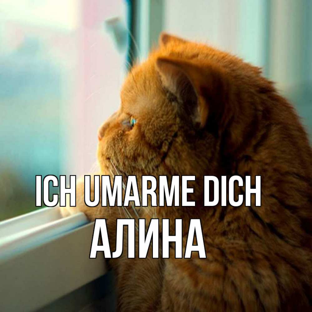 Открытка на каждый день с именем, Алина Ich umarme dich большой огромный рыжий котяра Прикольная открытка с пожеланием онлайн скачать бесплатно 