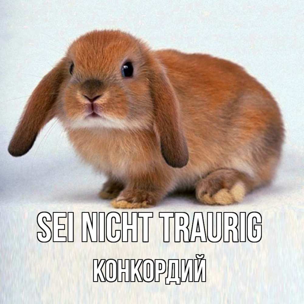 Открытка на каждый день с именем, Конкордий Sei nicht traurig рыжий зая Прикольная открытка с пожеланием онлайн скачать бесплатно 