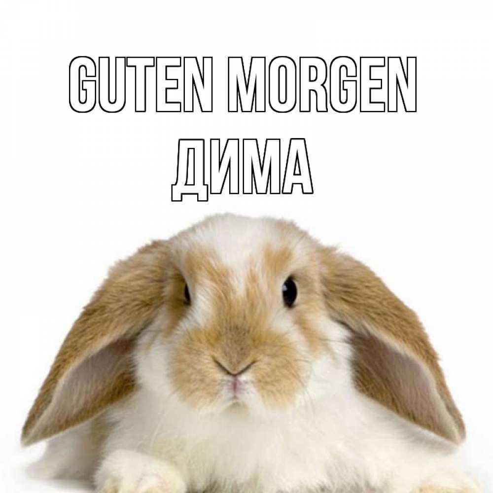 Открытка на каждый день с именем, Дима Guten Morgen прикольные открытки на каждый день Прикольная открытка с пожеланием онлайн скачать бесплатно 