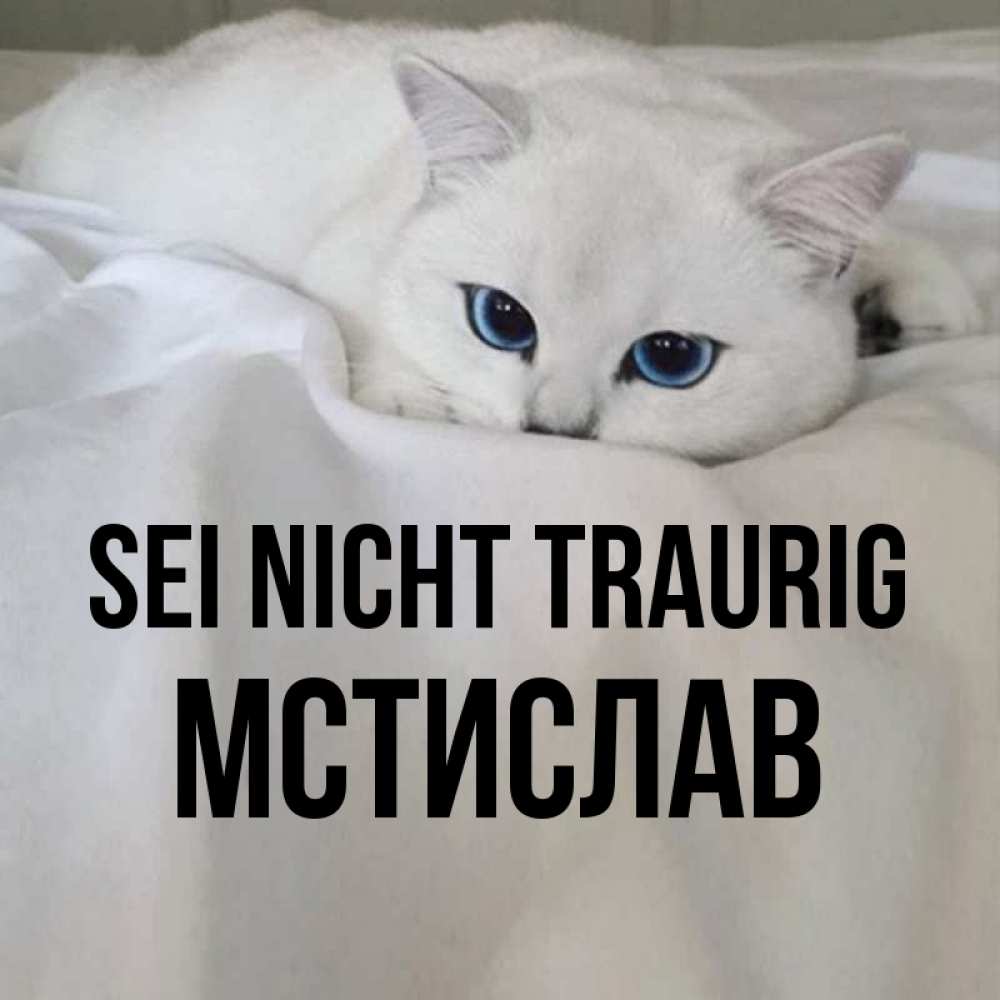 Открытка на каждый день с именем, Мстислав Sei nicht traurig Голубоглазая кошка Прикольная открытка с пожеланием онлайн скачать бесплатно 