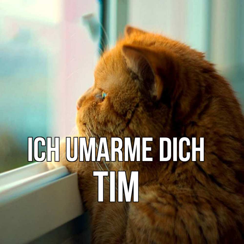 Открытка на каждый день с именем, Tim Ich umarme dich большой огромный рыжий котяра Прикольная открытка с пожеланием онлайн скачать бесплатно 