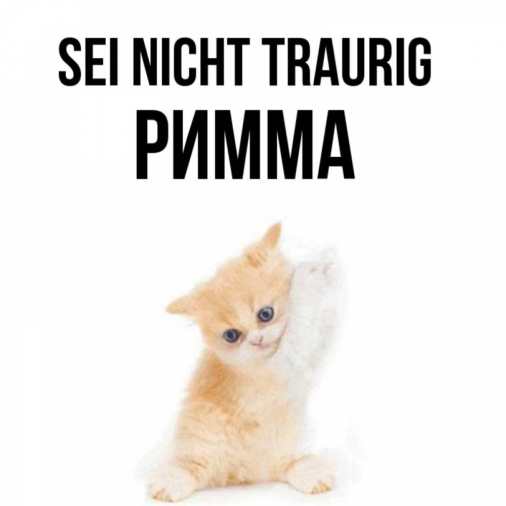 Открытка на каждый день с именем, Римма Sei nicht traurig просящий кот Прикольная открытка с пожеланием онлайн скачать бесплатно 