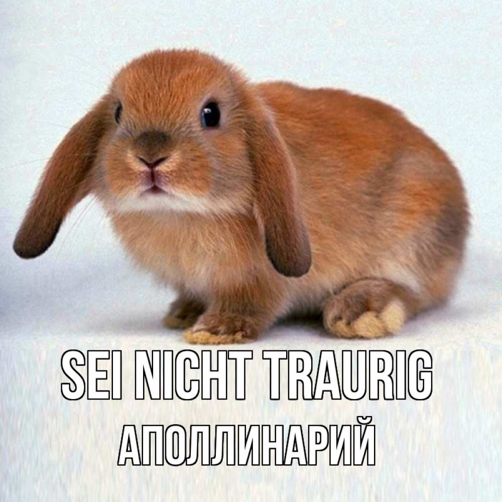 Открытка на каждый день с именем, Аполлинарий Sei nicht traurig рыжий зая Прикольная открытка с пожеланием онлайн скачать бесплатно 