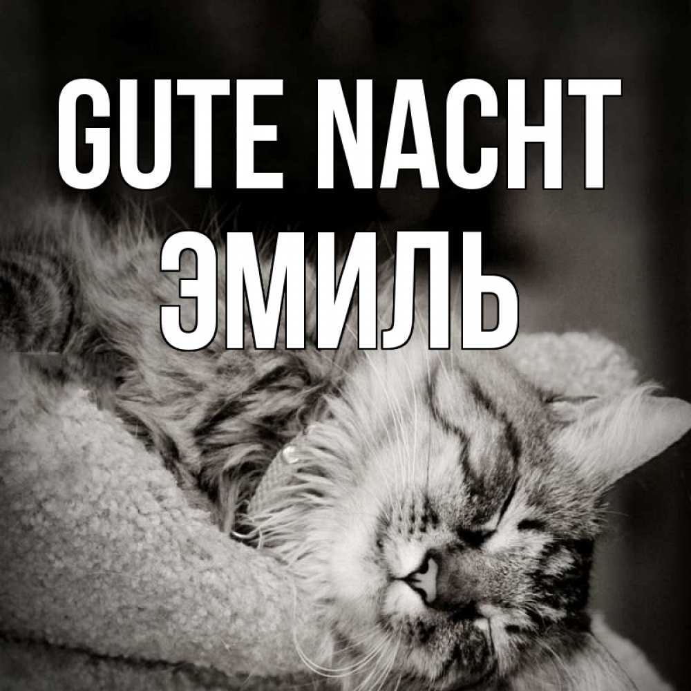Открытка на каждый день с именем, Эмиль Gute Nacht котярик пушистый Прикольная открытка с пожеланием онлайн скачать бесплатно 