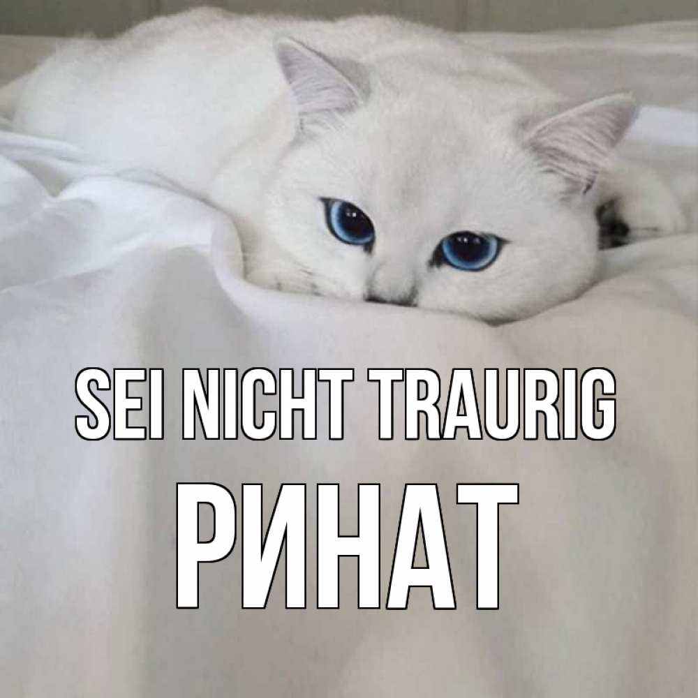Открытка на каждый день с именем, Ринат Sei nicht traurig белый кот с голубыми глазами на белоснежной кровати Прикольная открытка с пожеланием онлайн скачать бесплатно 