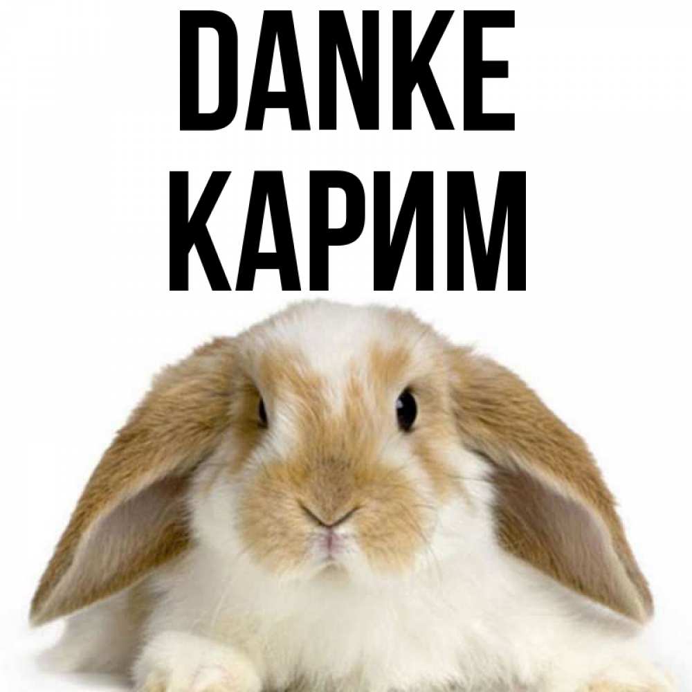 Открытка на каждый день с именем, Карим Danke коричнево белый заяц Прикольная открытка с пожеланием онлайн скачать бесплатно 
