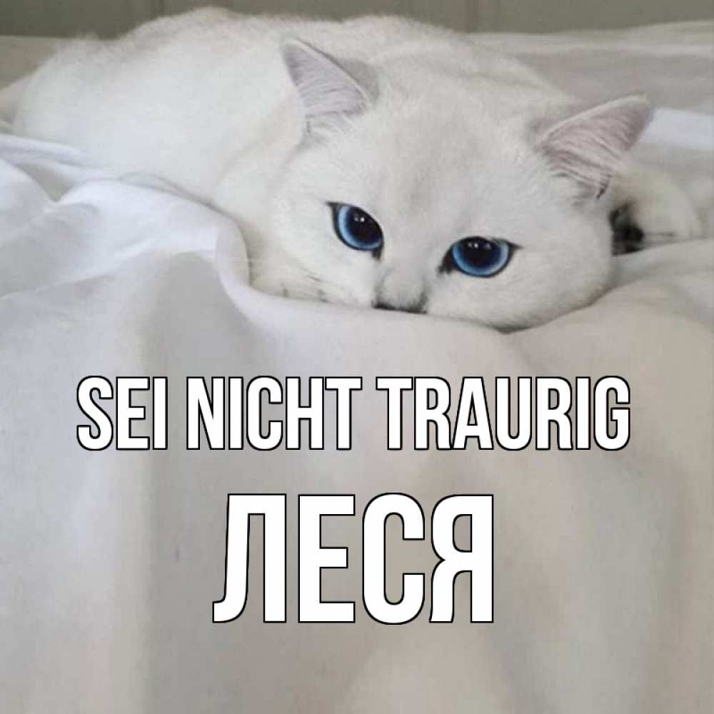 Открытка на каждый день с именем, Леся Sei nicht traurig белый кот с голубыми глазами на белоснежной кровати Прикольная открытка с пожеланием онлайн скачать бесплатно 