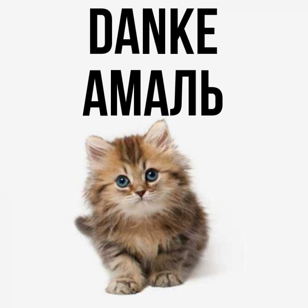 Открытка на каждый день с именем, Амаль Danke пушистый котик Прикольная открытка с пожеланием онлайн скачать бесплатно 