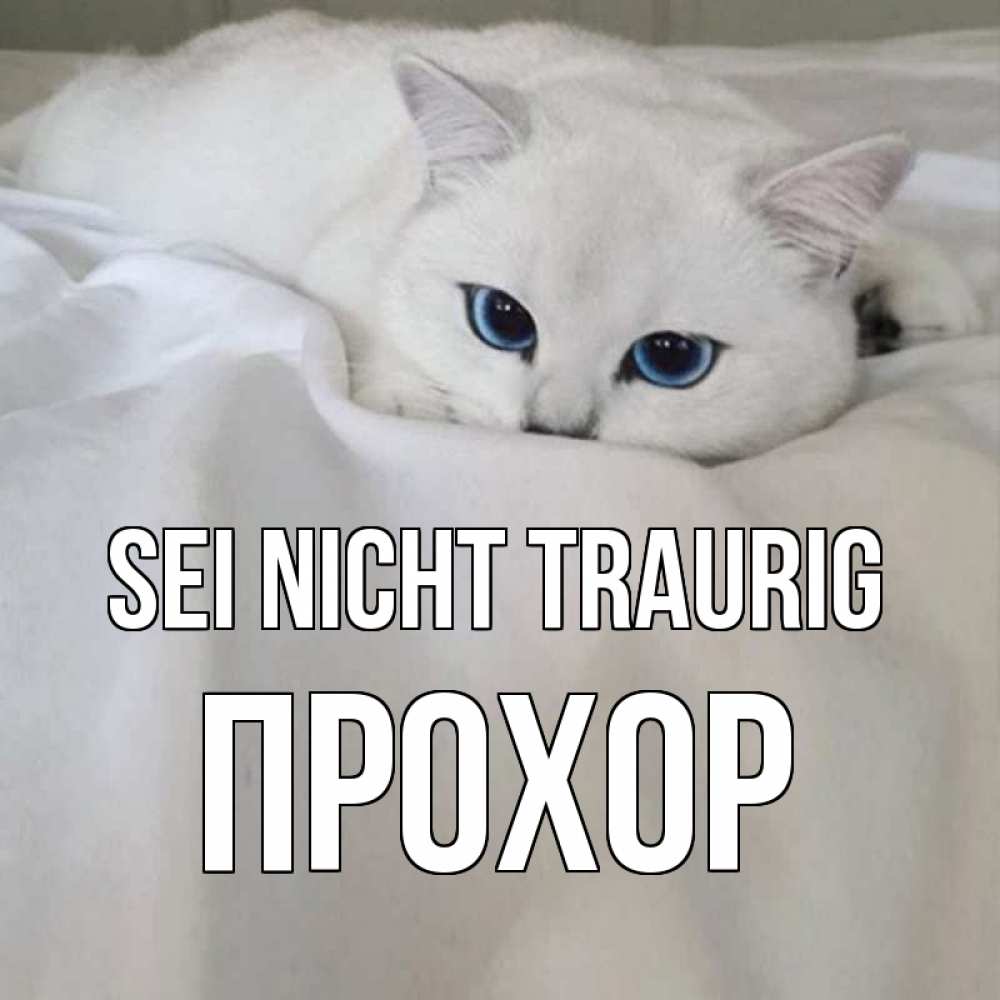 Открытка на каждый день с именем, Прохор Sei nicht traurig белый кот с голубыми глазами на белоснежной кровати Прикольная открытка с пожеланием онлайн скачать бесплатно 