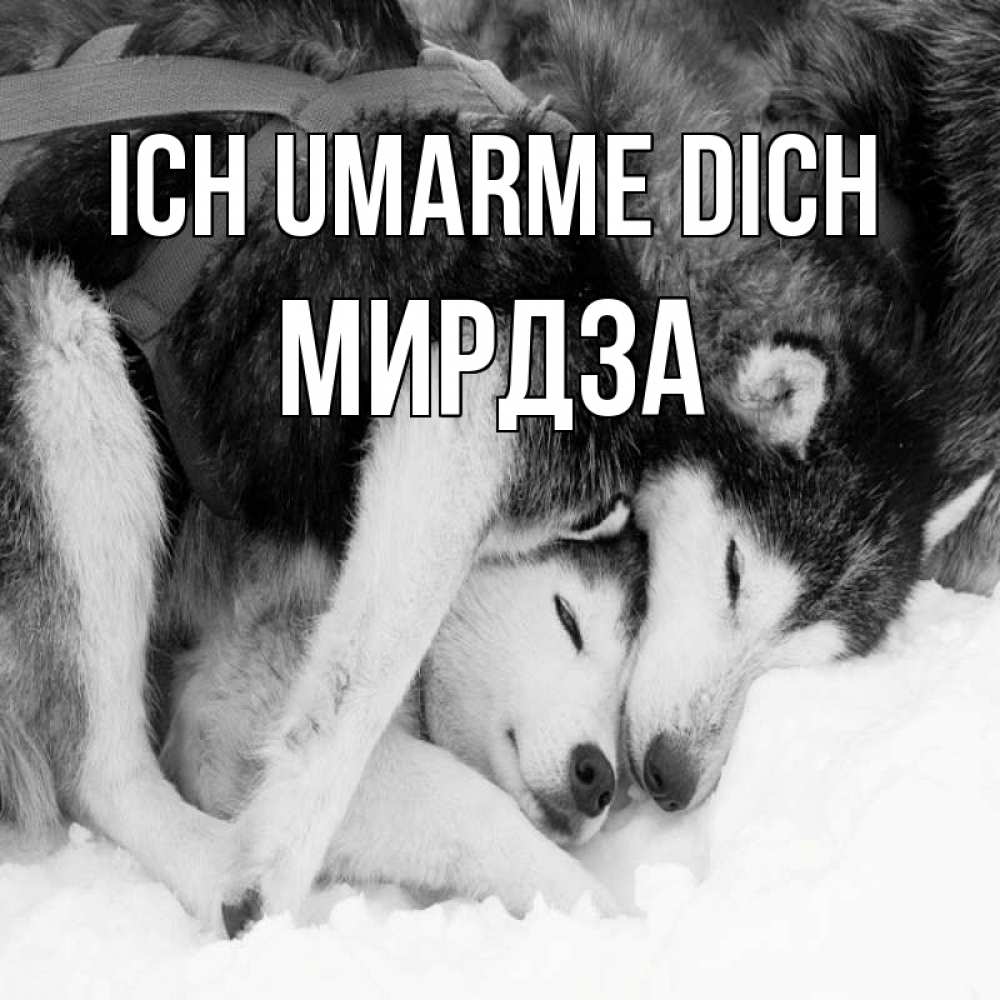 Открытка на каждый день с именем, Мирдза Ich umarme dich собачки в упряжке Прикольная открытка с пожеланием онлайн скачать бесплатно 