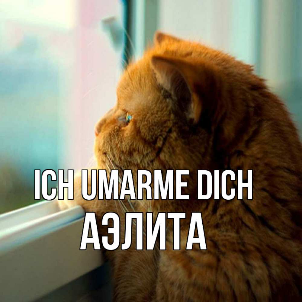 Открытка на каждый день с именем, Аэлита Ich umarme dich большой огромный рыжий котяра Прикольная открытка с пожеланием онлайн скачать бесплатно 