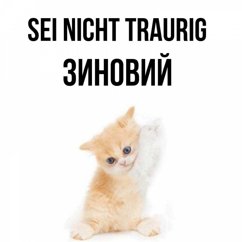 Открытка на каждый день с именем, Зиновий Sei nicht traurig просящий кот Прикольная открытка с пожеланием онлайн скачать бесплатно 