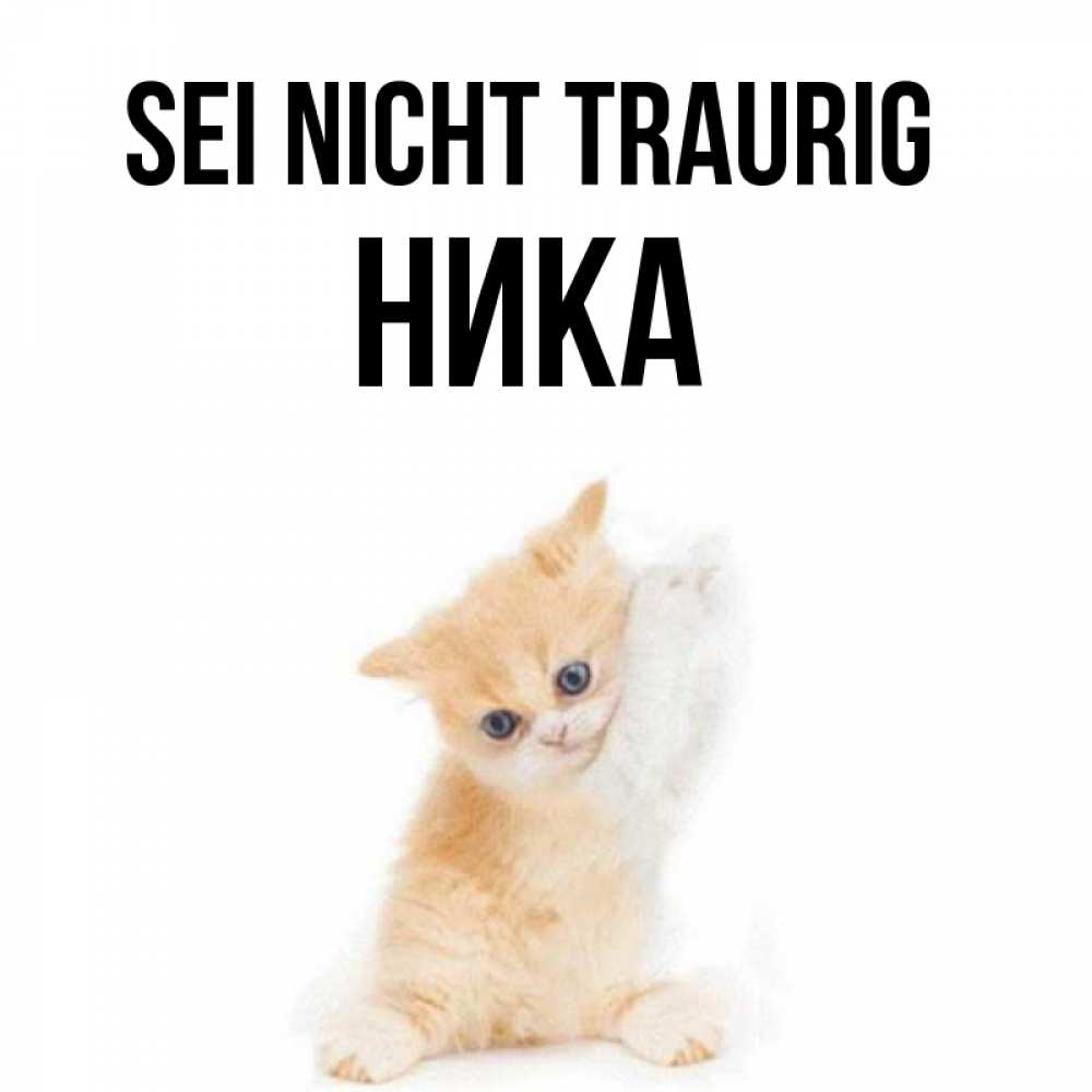 Открытка на каждый день с именем, Ника Sei nicht traurig просящий кот Прикольная открытка с пожеланием онлайн скачать бесплатно 