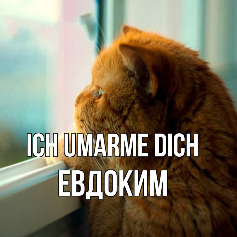 Открытка на каждый день с именем, Евдоким Ich umarme dich большой огромный рыжий котяра Прикольная открытка с пожеланием онлайн скачать бесплатно 