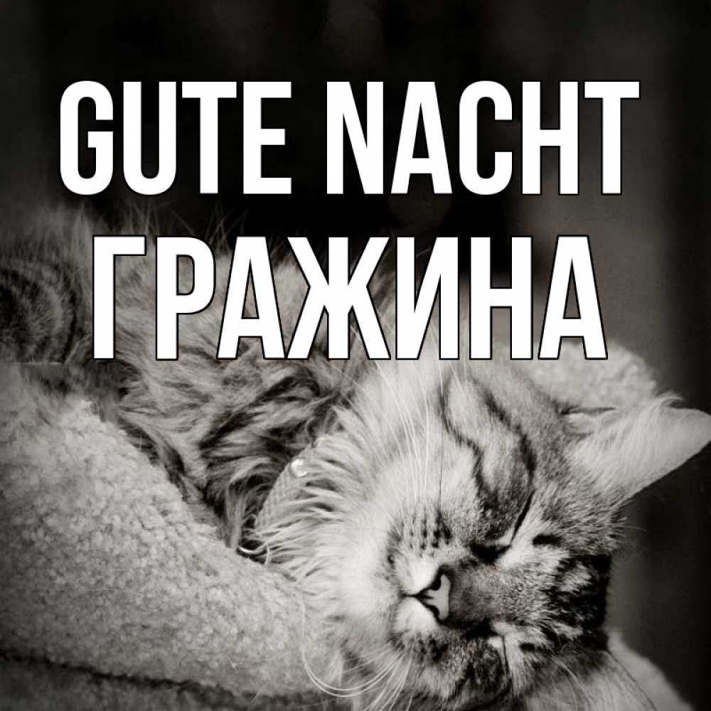 Открытка на каждый день с именем, Гражина Gute Nacht котярик пушистый Прикольная открытка с пожеланием онлайн скачать бесплатно 