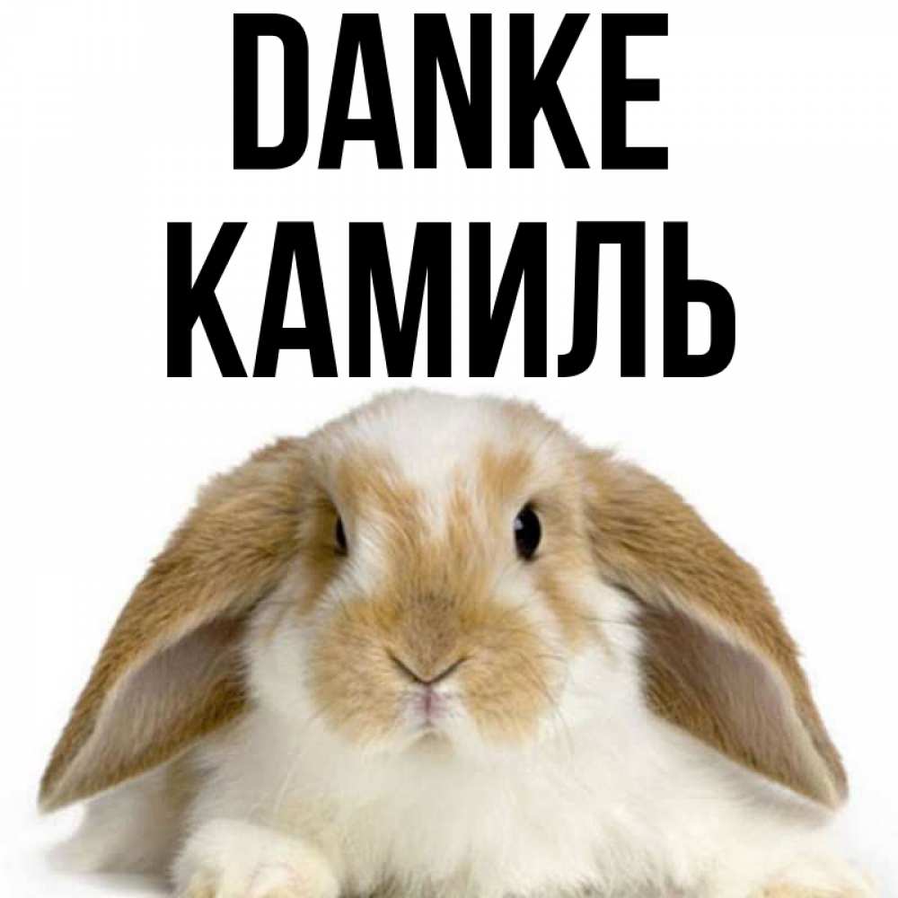 Открытка на каждый день с именем, Камиль Danke коричнево белый заяц Прикольная открытка с пожеланием онлайн скачать бесплатно 