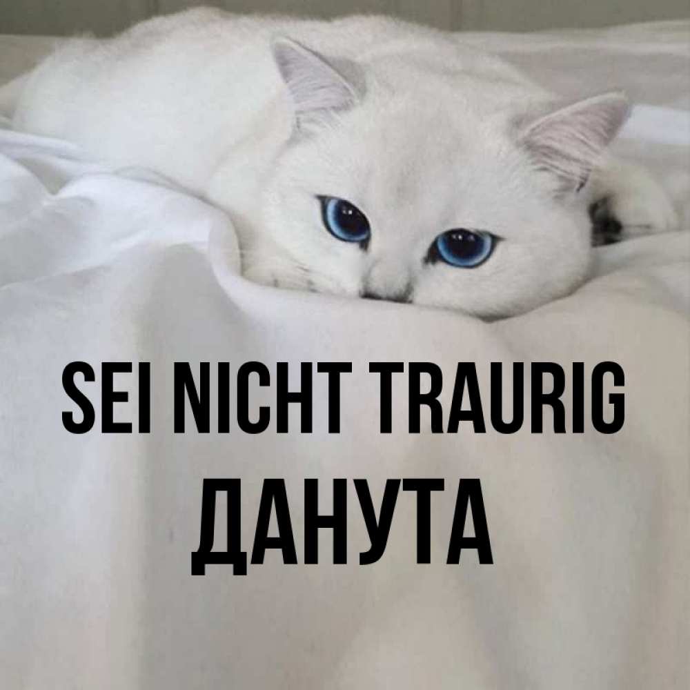 Открытка на каждый день с именем, Данута Sei nicht traurig Голубоглазая кошка Прикольная открытка с пожеланием онлайн скачать бесплатно 