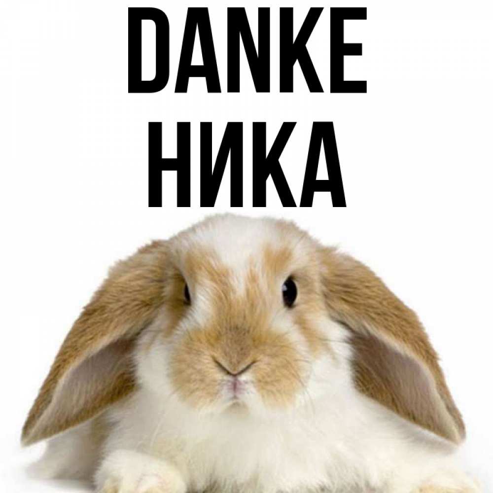 Открытка на каждый день с именем, Ника Danke коричнево белый заяц Прикольная открытка с пожеланием онлайн скачать бесплатно 