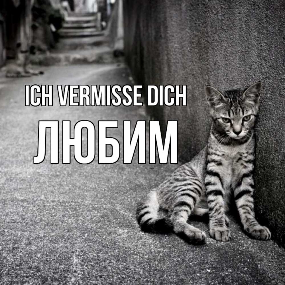 Открытка на каждый день с именем, Любим Ich vermisse dich одиноко котику Прикольная открытка с пожеланием онлайн скачать бесплатно 